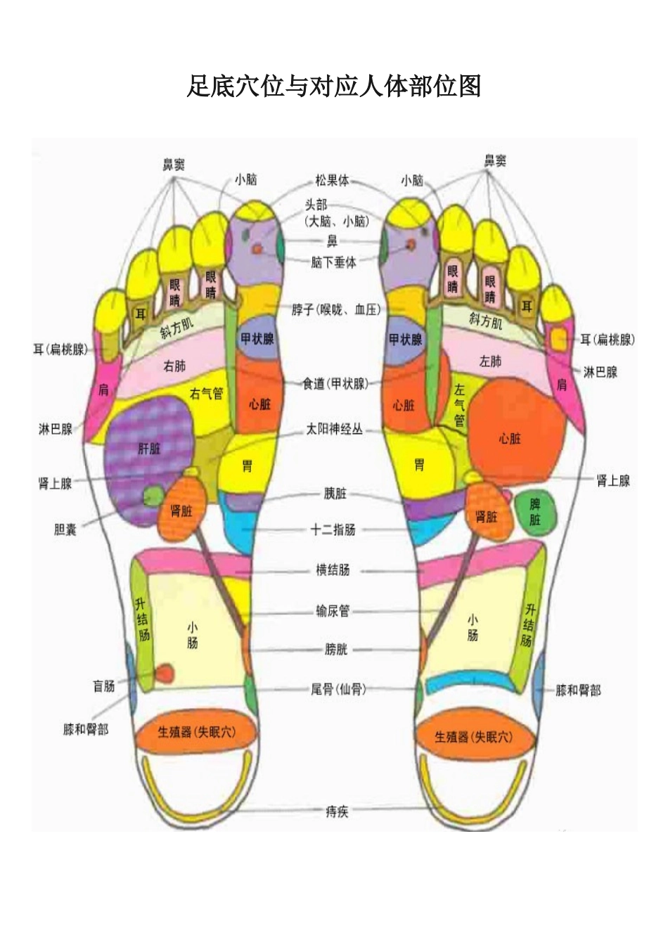 足底穴位与对应人体部位图_第1页