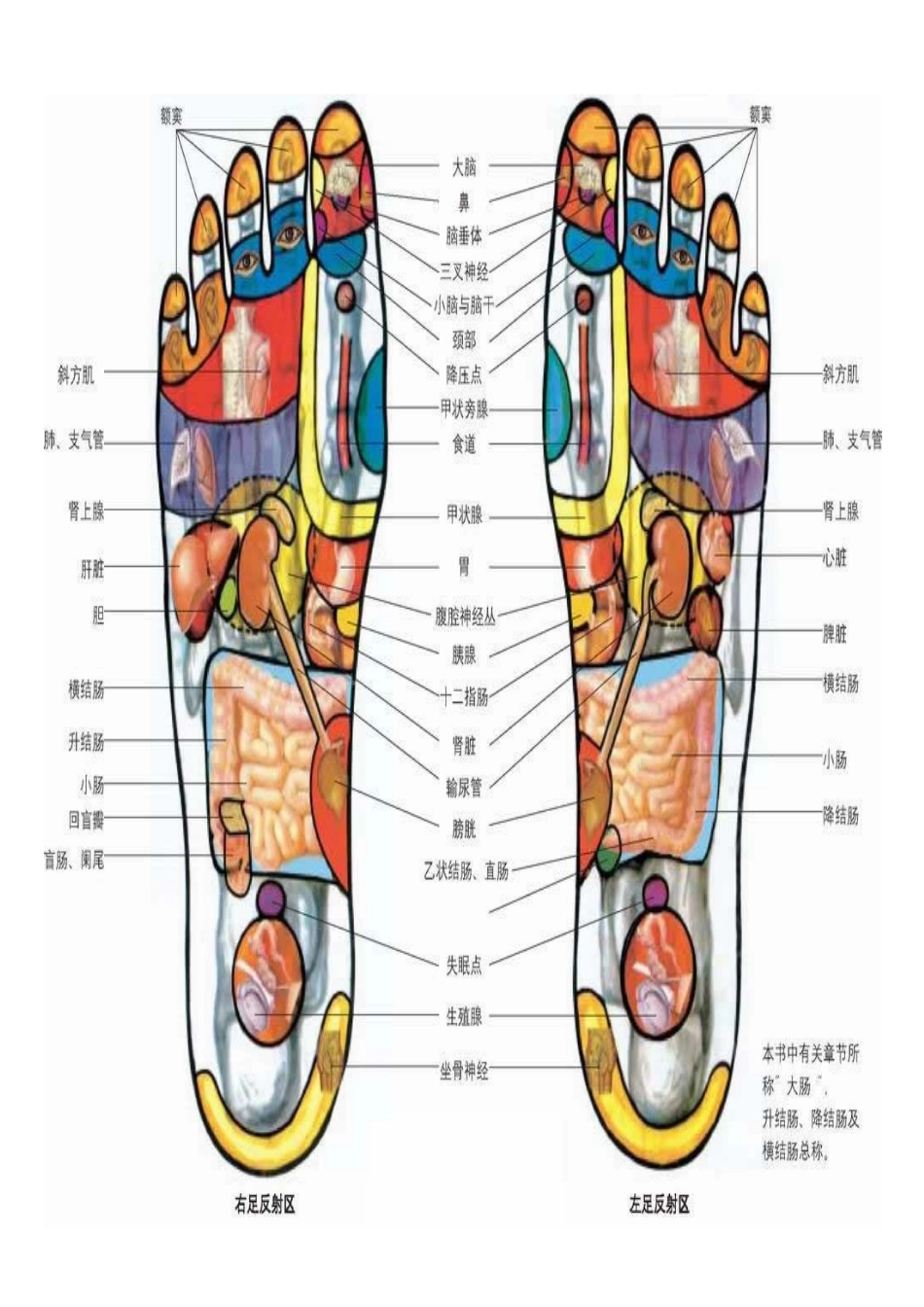 足底穴位与对应人体部位图_第2页