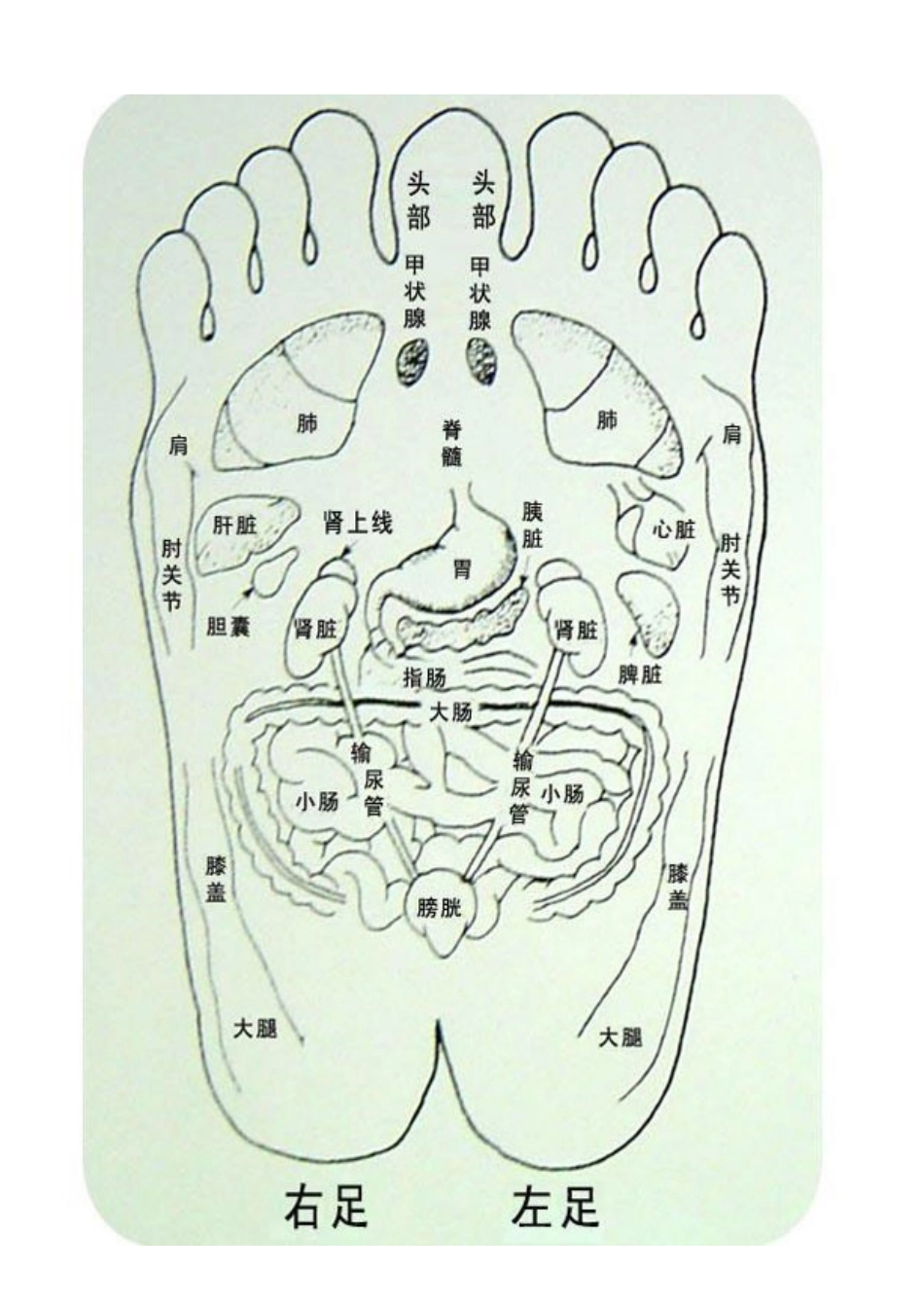 足底穴位与对应人体部位图_第3页