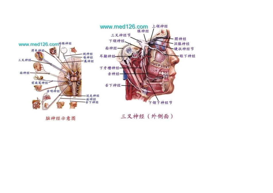 大脑神经结构示意图教学_第3页