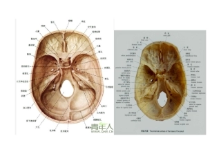 大脑神经结构示意图教学