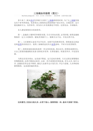三角梅如何修剪（图文）