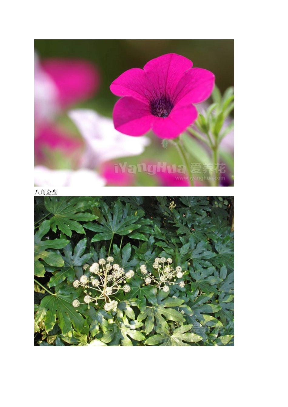 常见花卉名称图片大全_第3页