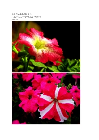 常见花卉名称图片大全