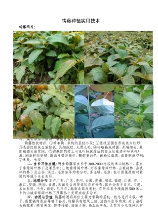 钩藤种植实用技术