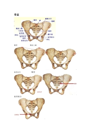 骨盆知识梳理汇总