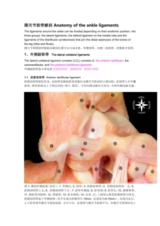 踝关节韧带解剖Anatomyoftheankleligaments知识梳理汇总