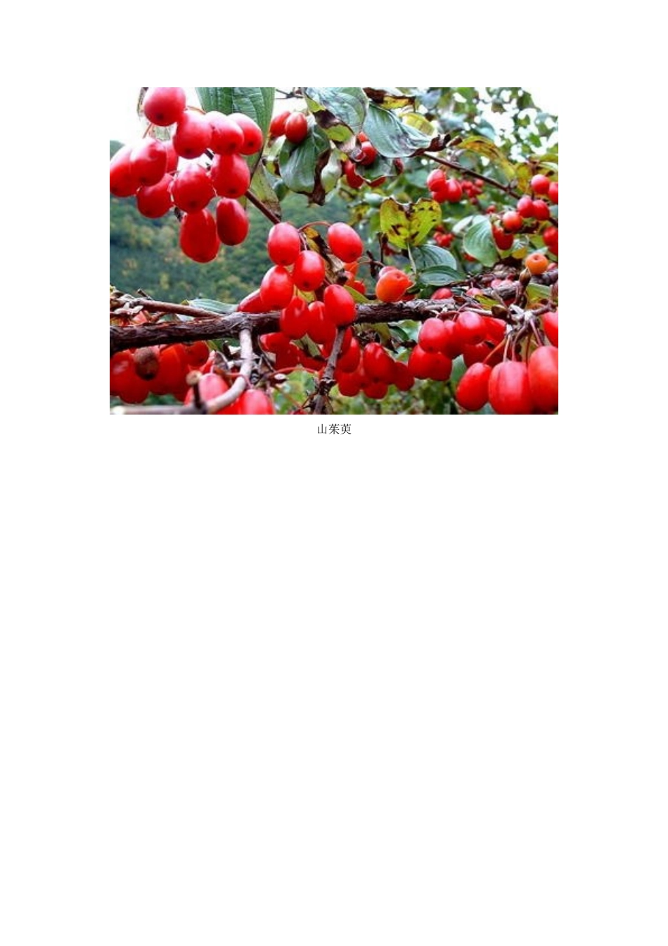 六味地黄丸成份药图_第3页