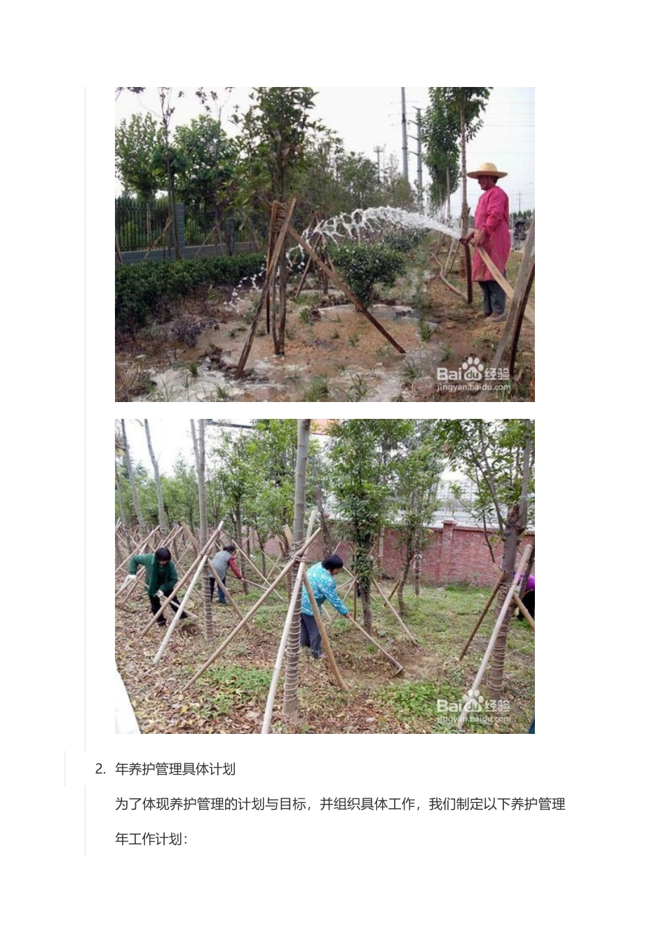 苗木的正常生长发育养护措施_第3页