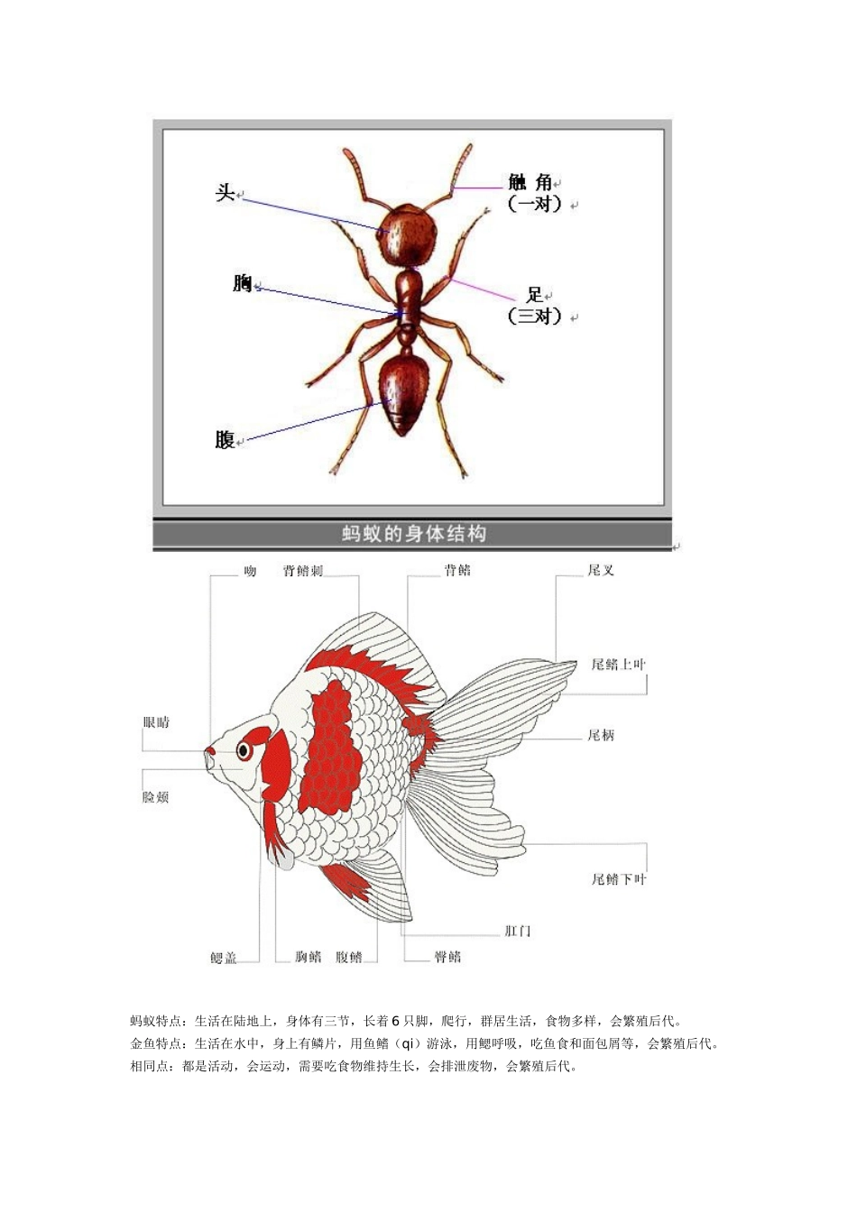 蜗牛蚯蚓等昆虫知识汇总_第3页