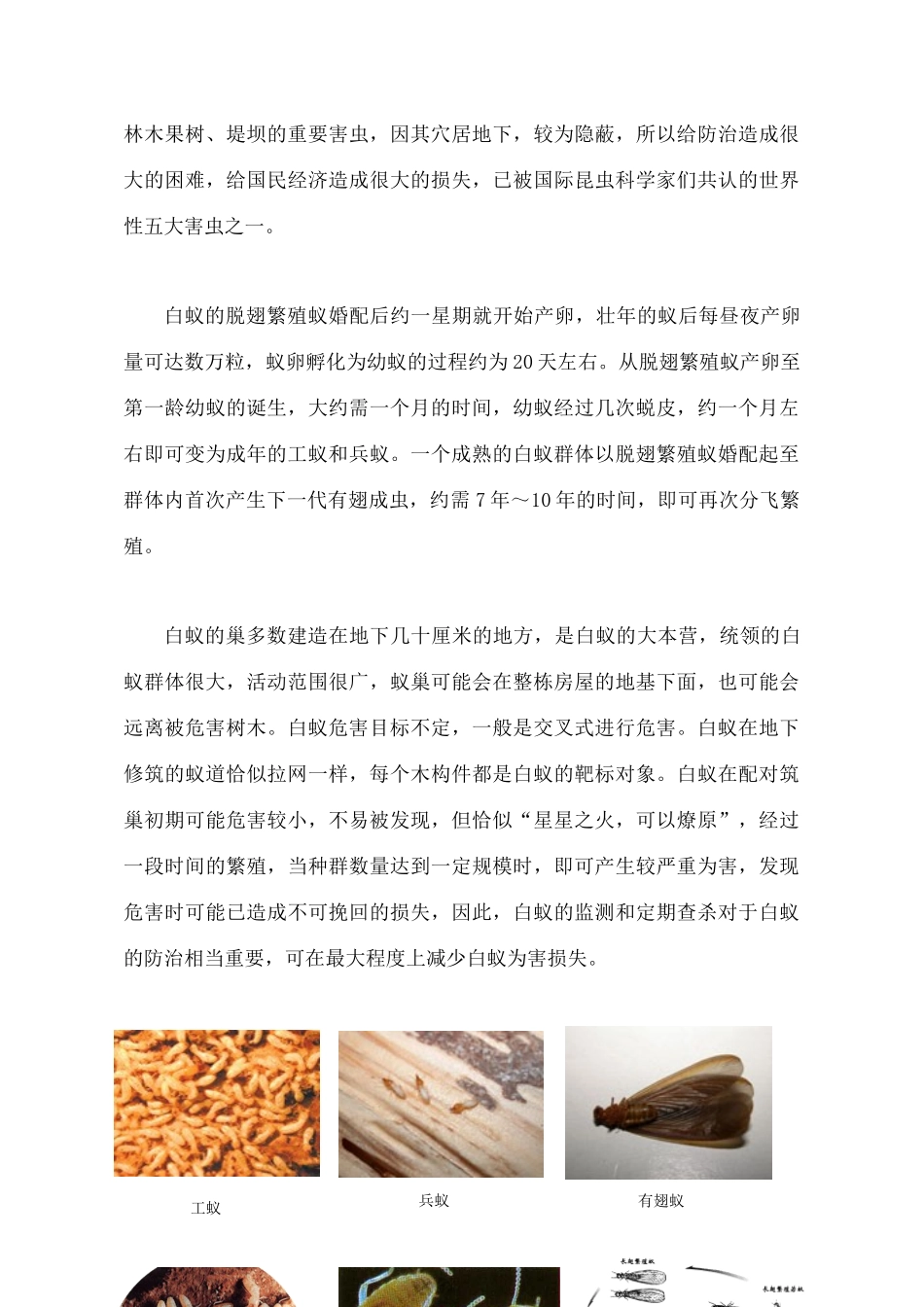 白蚁防治施工方案-_第3页