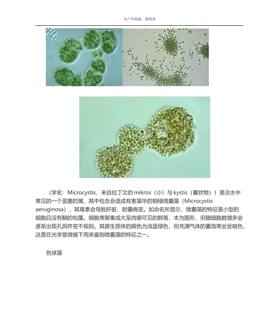 水产养殖藻、菌图谱_第2页