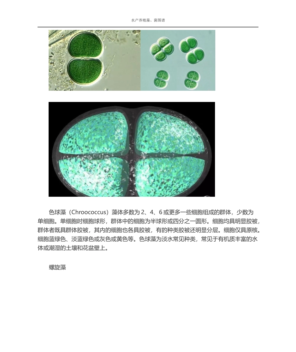 水产养殖藻、菌图谱_第3页
