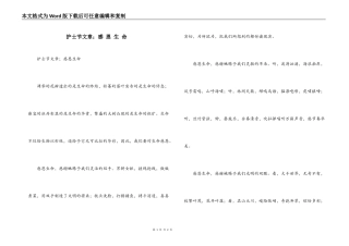 护士节文章；感 恩 生 命