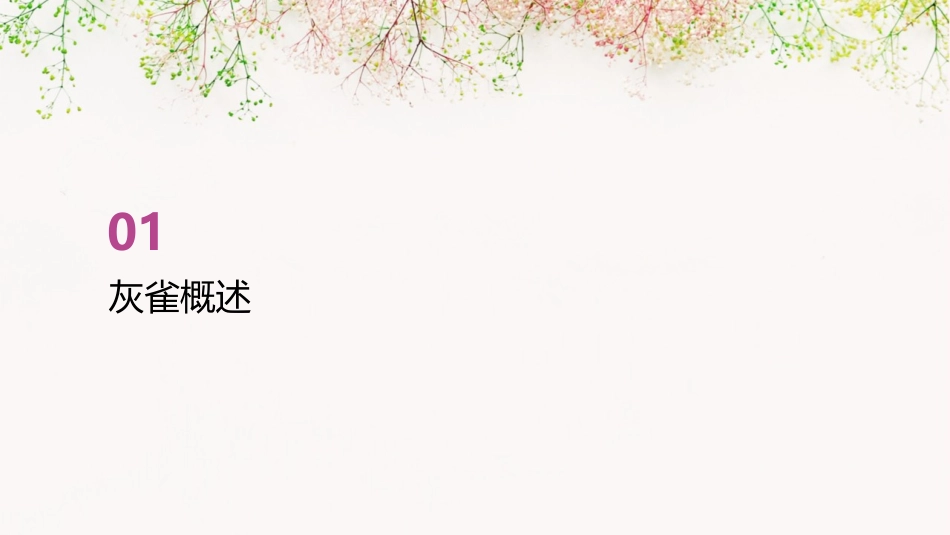 灰雀PPT课件_第3页