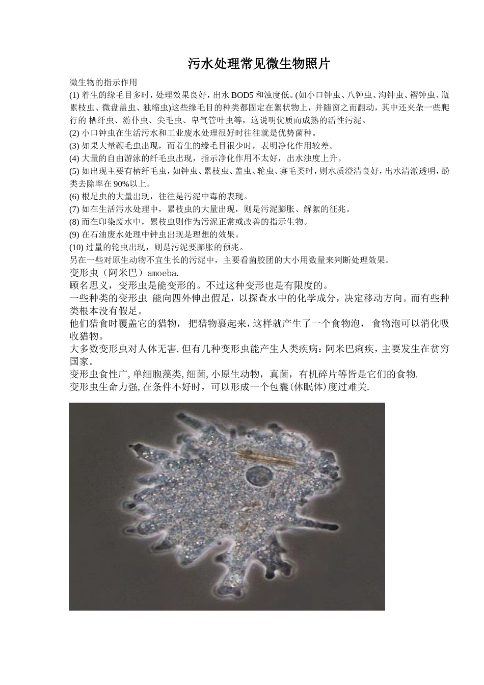 污水处理常见微生物照片_第1页