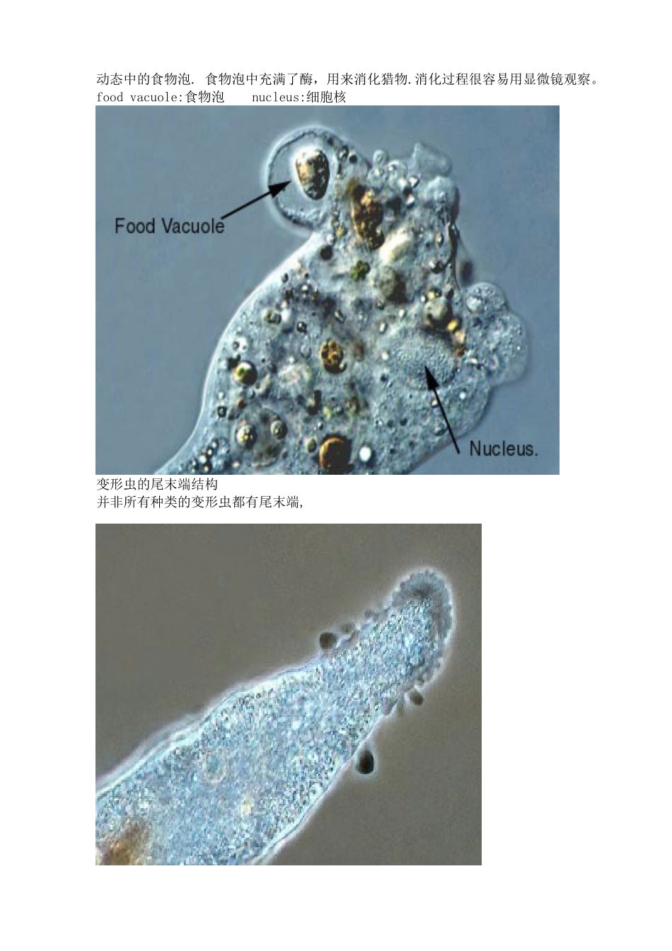 污水处理常见微生物照片_第2页