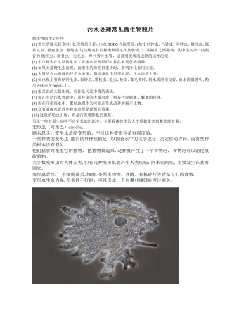 污水处理常见微生物照片