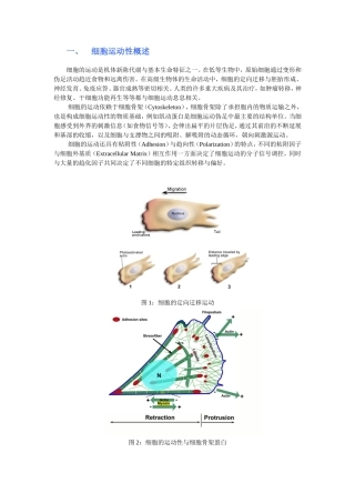 细胞运动性概述知识点梳理汇总