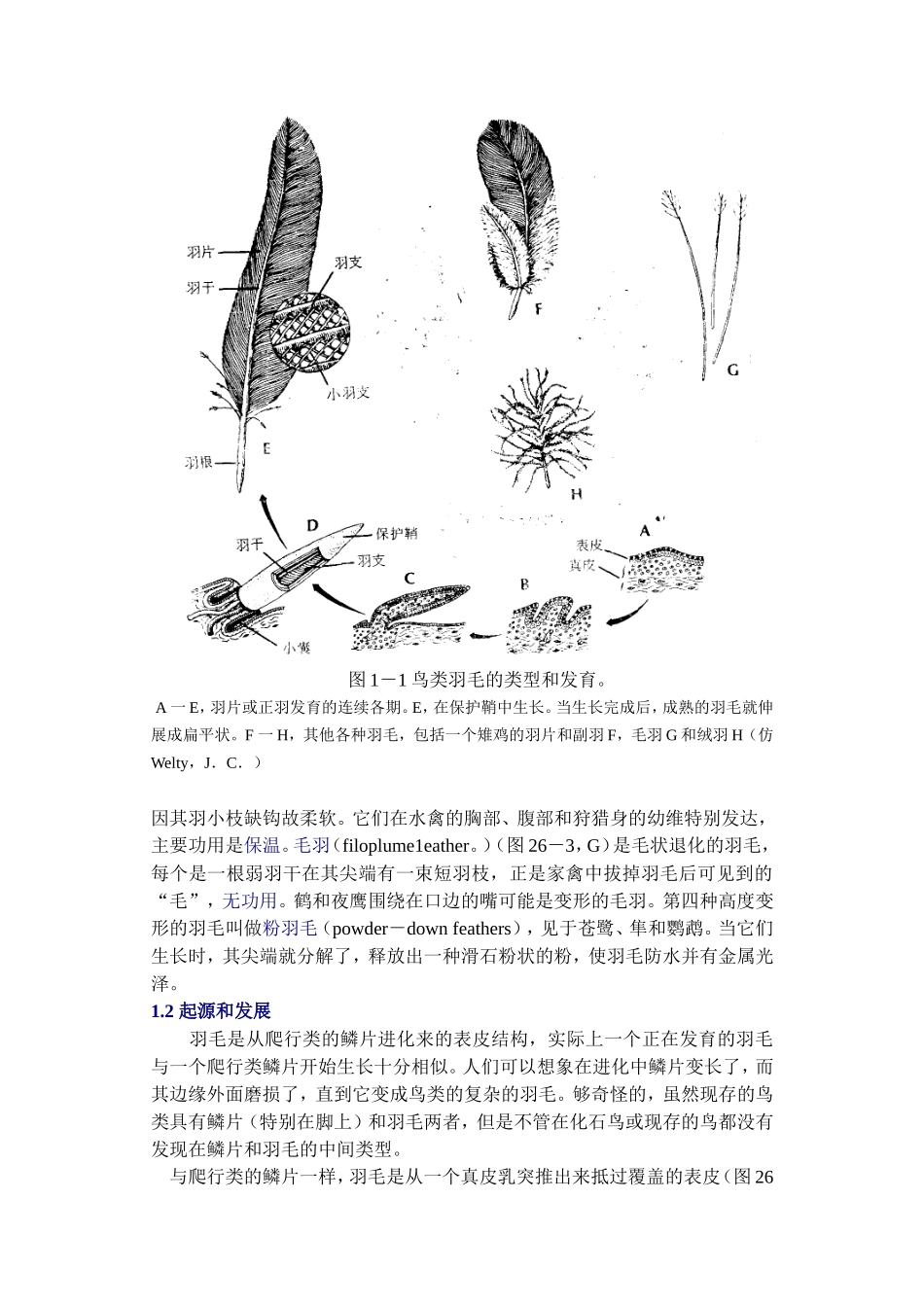 第二十章鸟纲(Aves)知识点梳理汇总_第3页