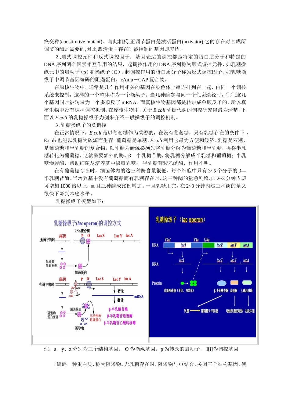 第七节原核生物的基因调控知识点梳理汇总_第2页