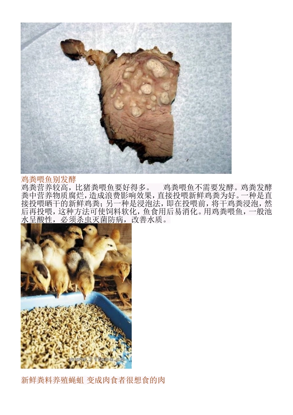 易粪而食的肉食者【生物链】梳理汇总_第3页