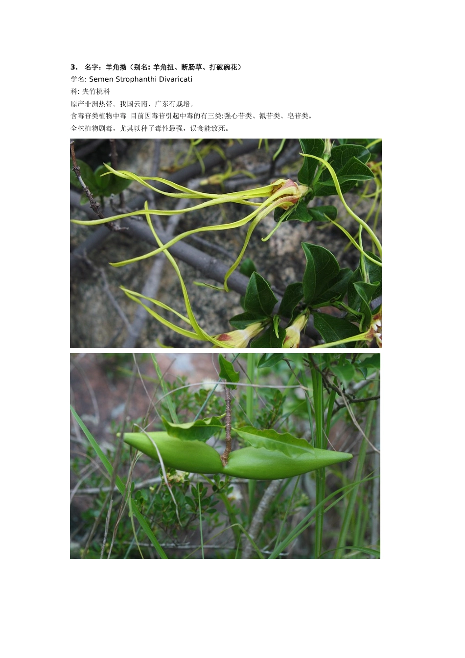 园林景观设计师必知常见的有毒植物54种_第3页