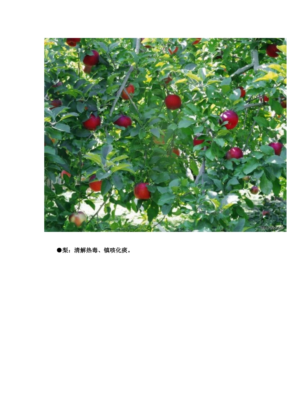 各种水果的药理作用_第3页