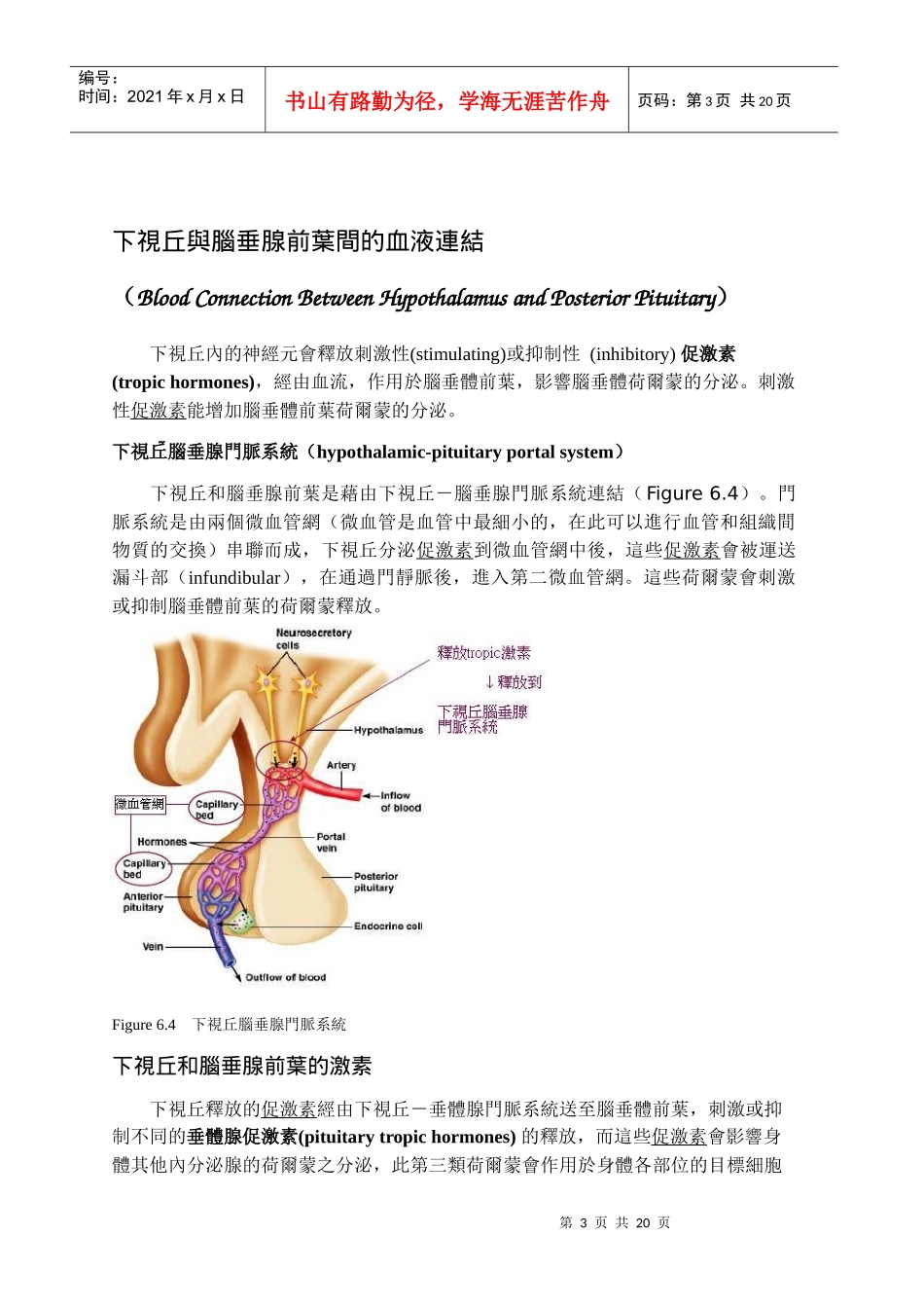 内分泌系统内分泌腺及荷尔蒙运作_第3页