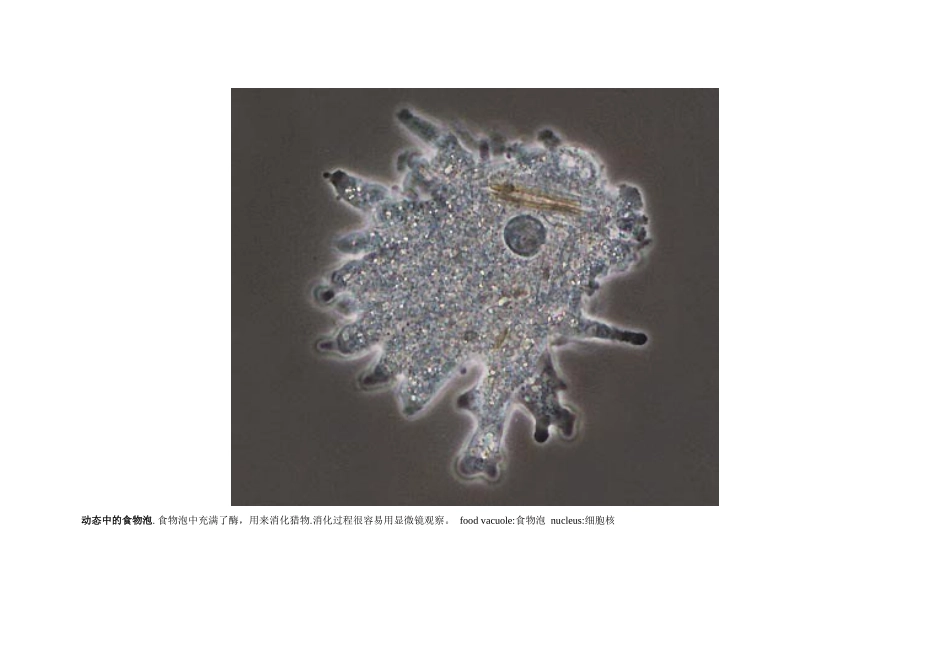 微生物图片[1]_第2页