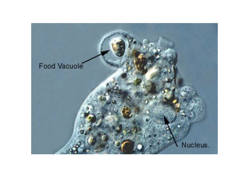 微生物图片[1]_第3页