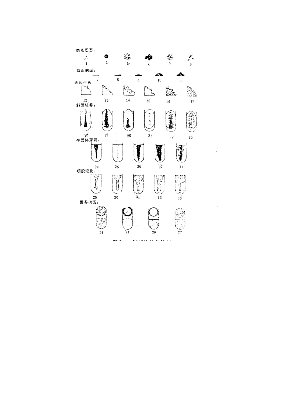 微生物常规鉴定技术(1)_第2页