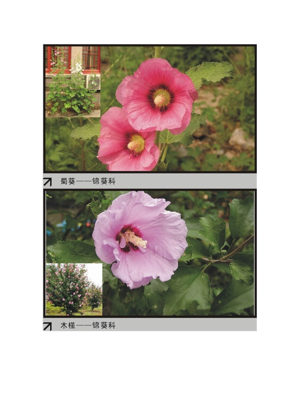 园林植物大观园2_第2页