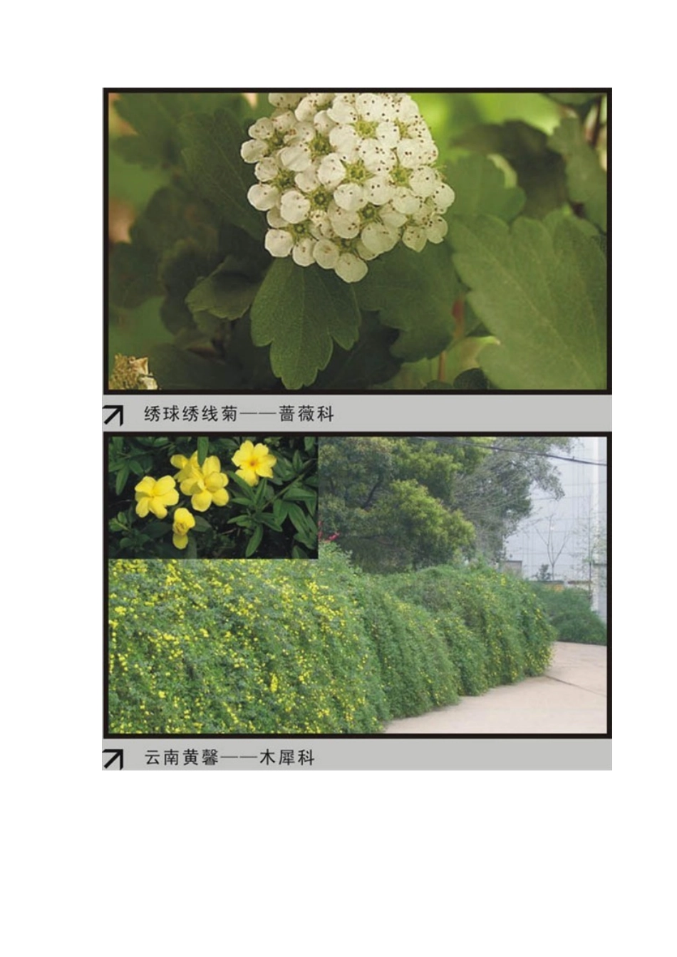 园林植物大观园2_第3页
