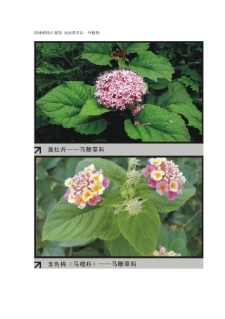 园林植物大观园2