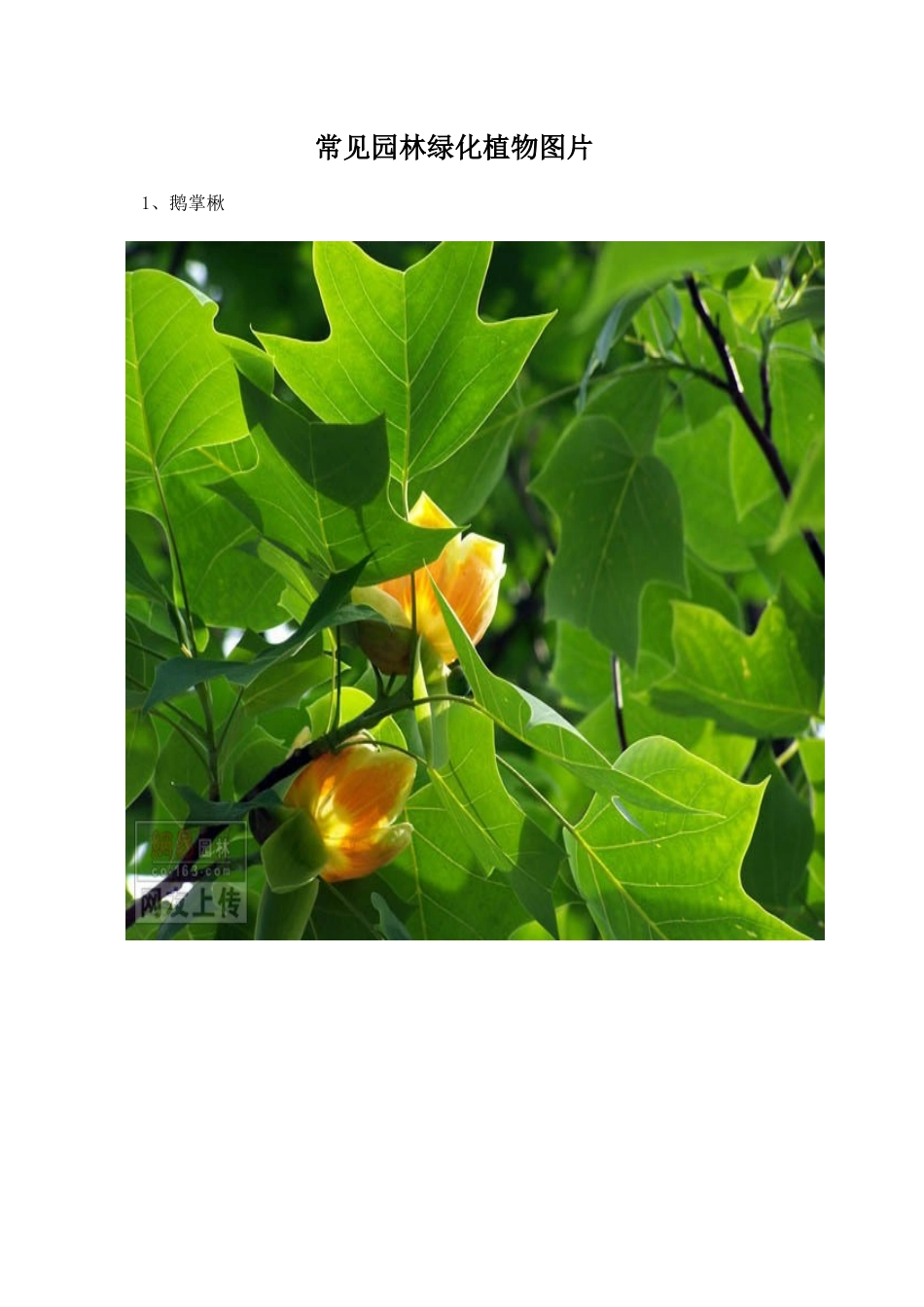 常见园林绿化植物图片_第1页