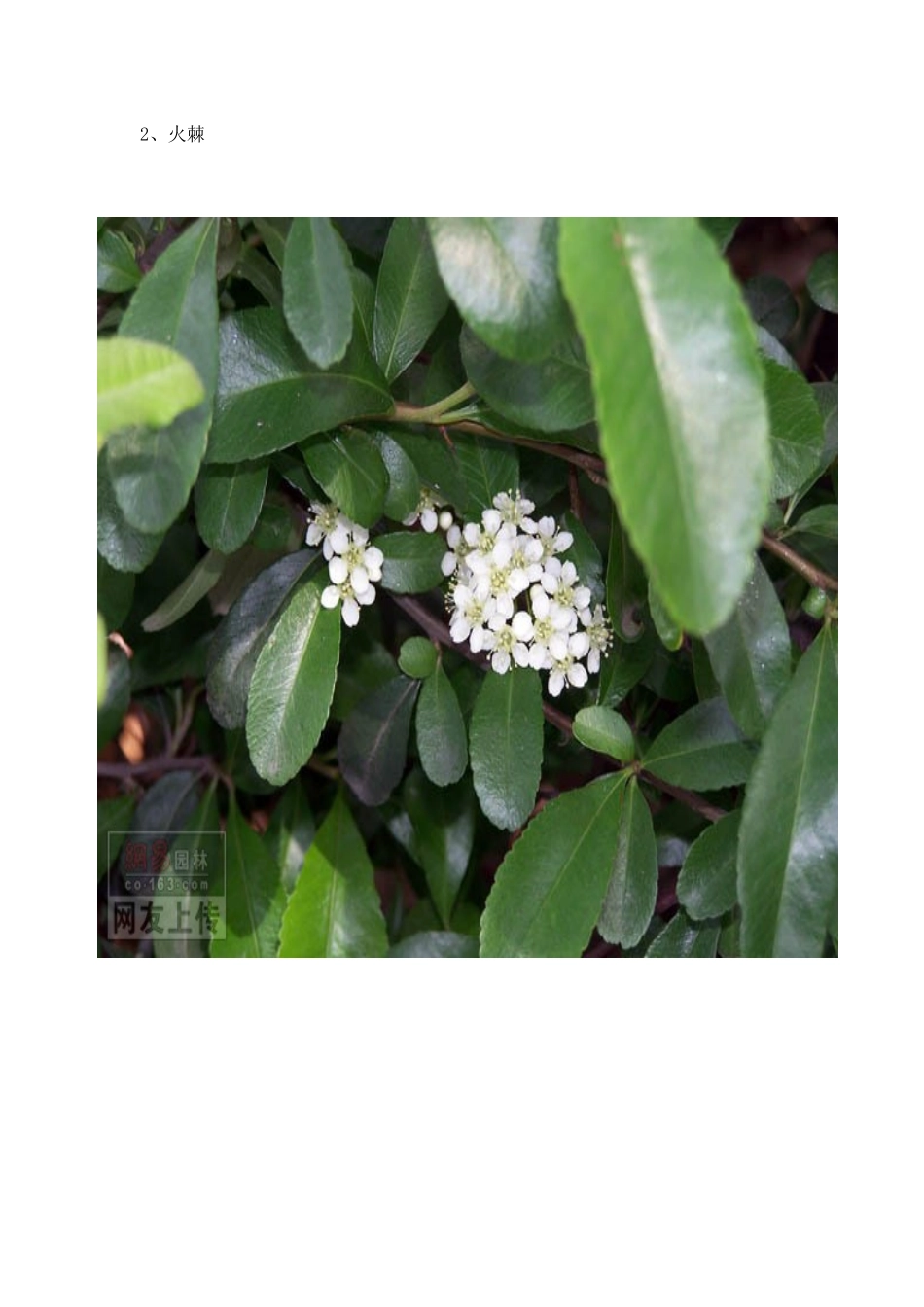 常见园林绿化植物图片_第2页