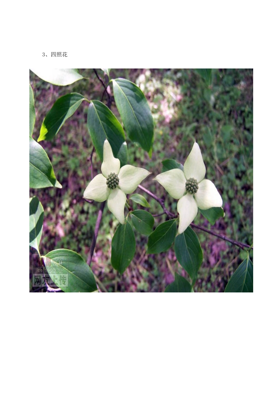 常见园林绿化植物图片_第3页