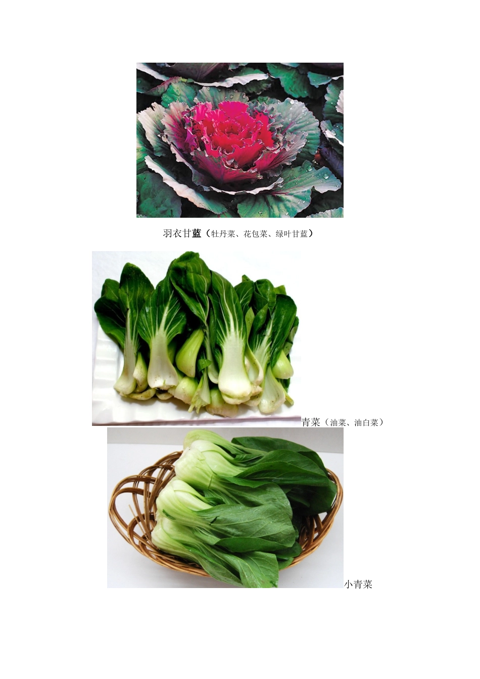 厨房食材大全组图(一)_第3页