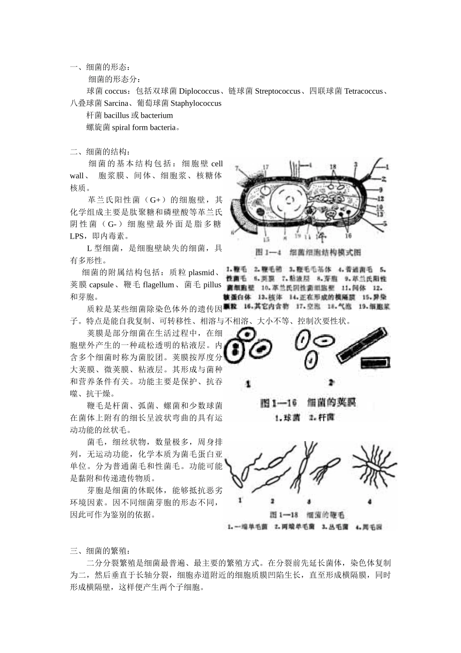 微生物基础知识_第3页