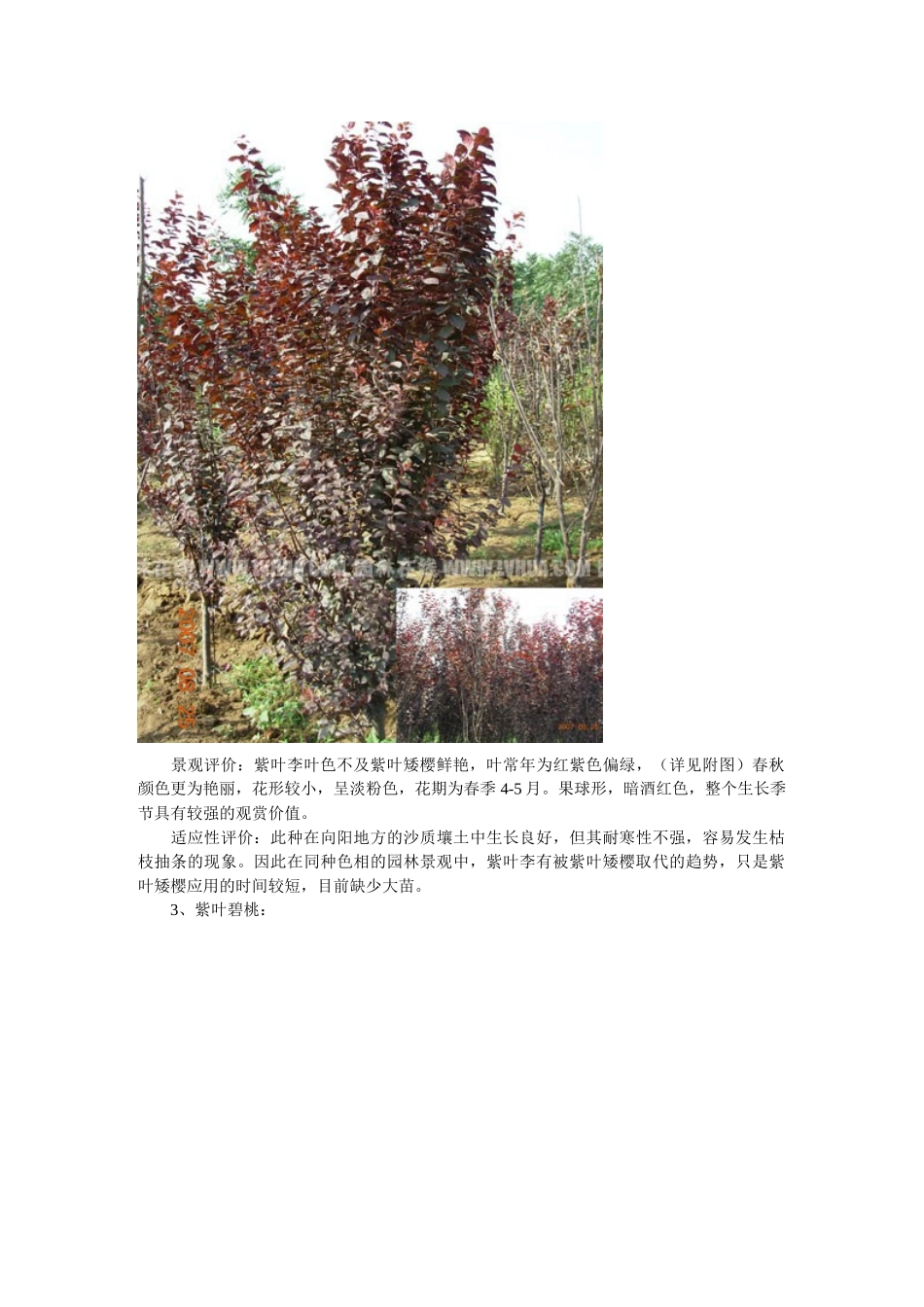 彩叶植物在北方园林中的分析评价_第3页