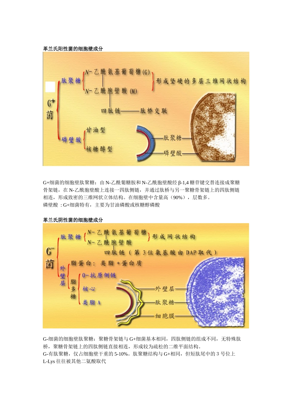 微生物学教程 复习资料 周德庆1_第3页