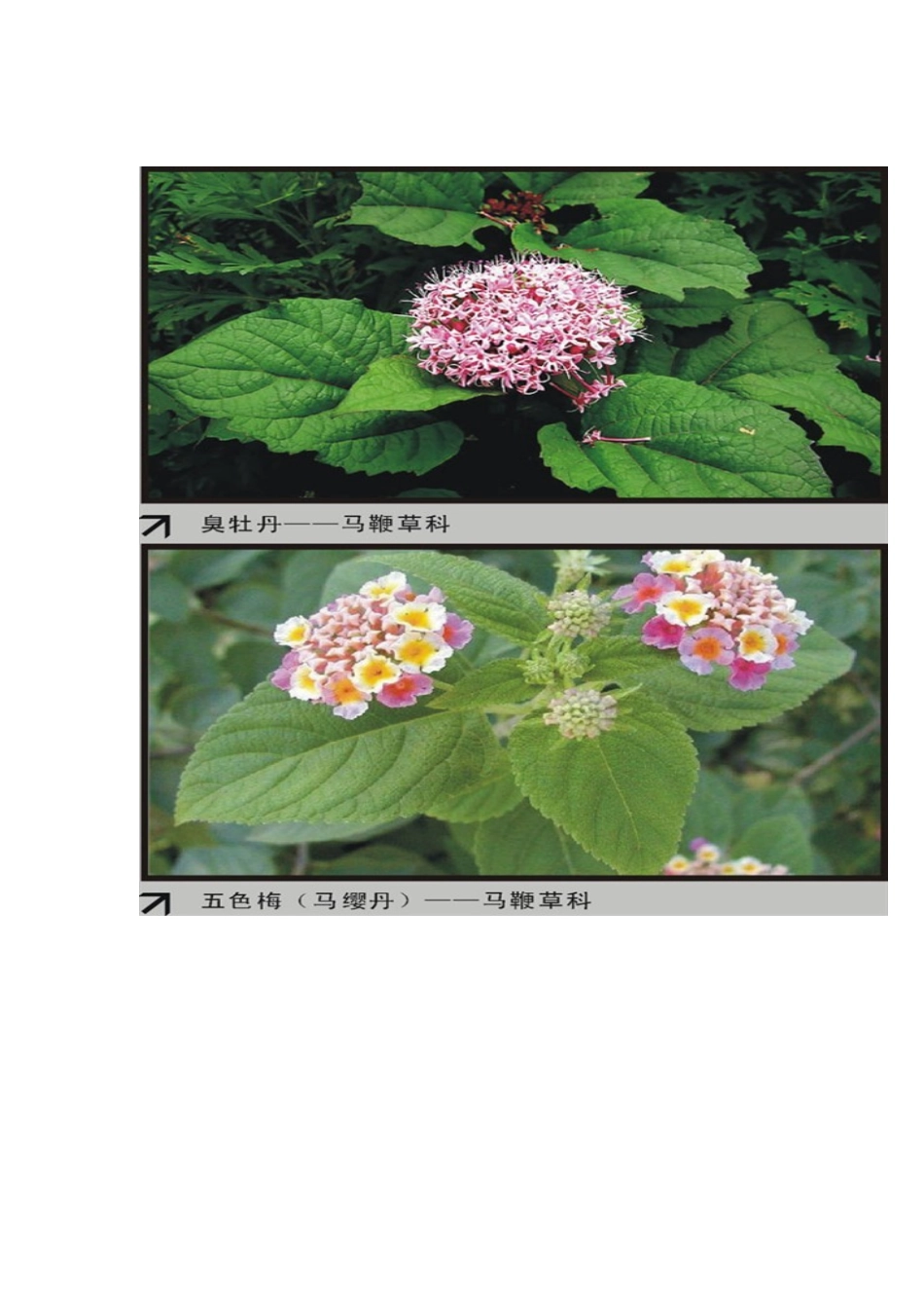 园林植物大观园下_第1页