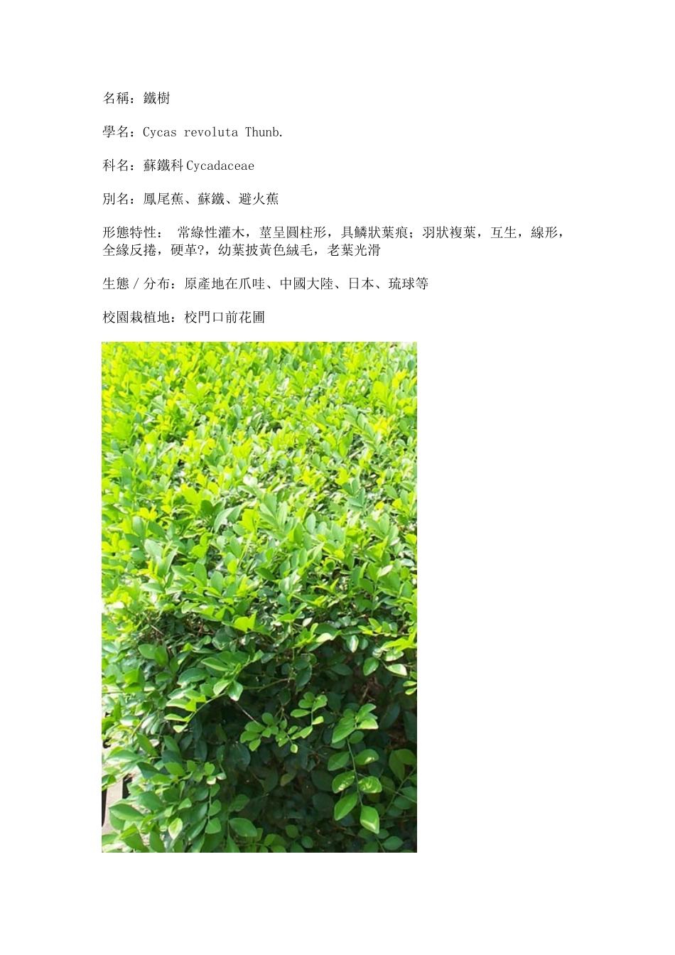 园林植物大全(plants)_第3页