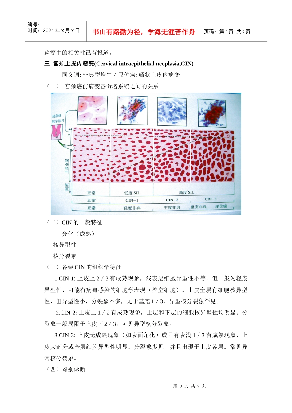 宫颈组织病理学_第3页
