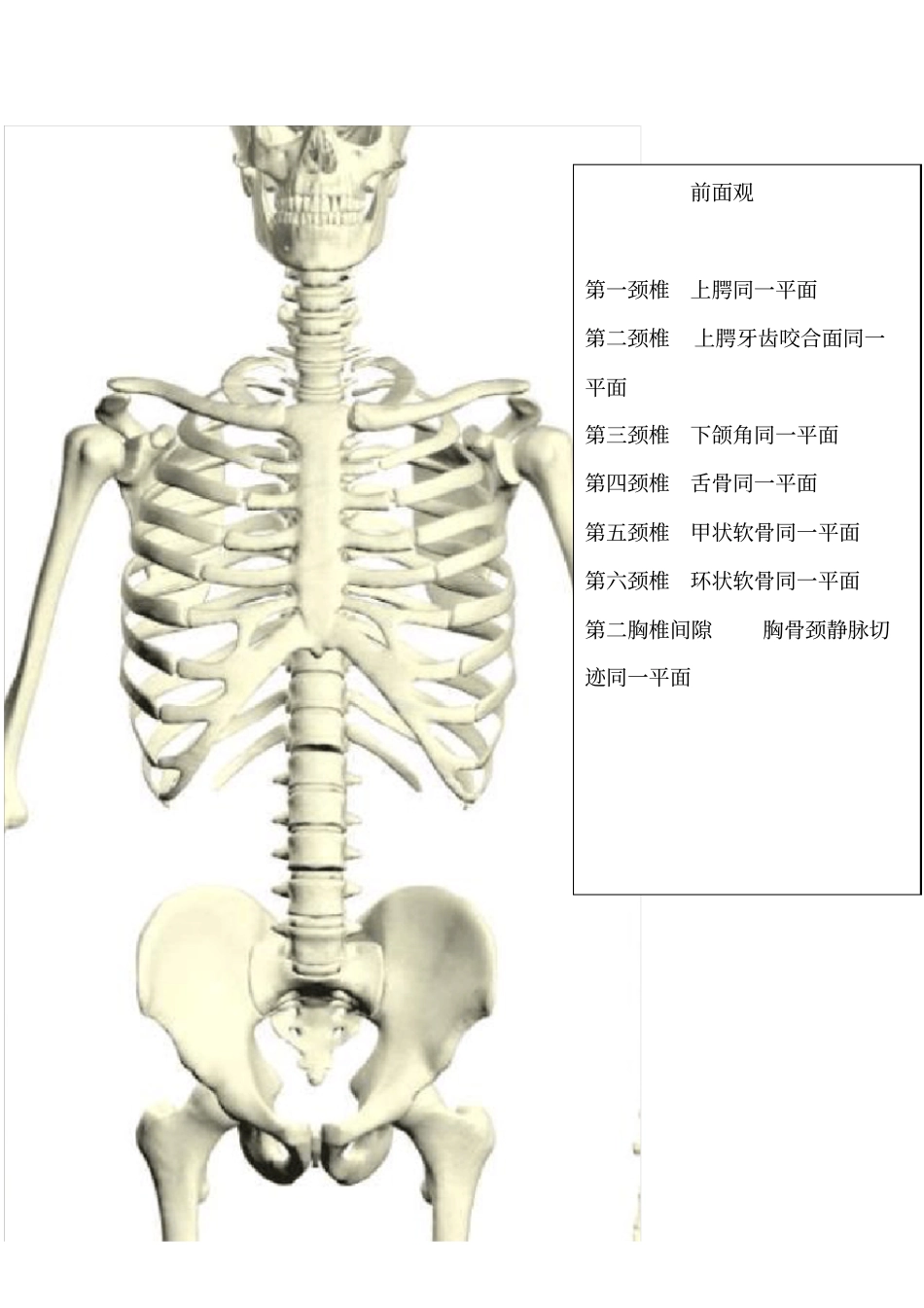 人体体表标志针刀定位_第2页