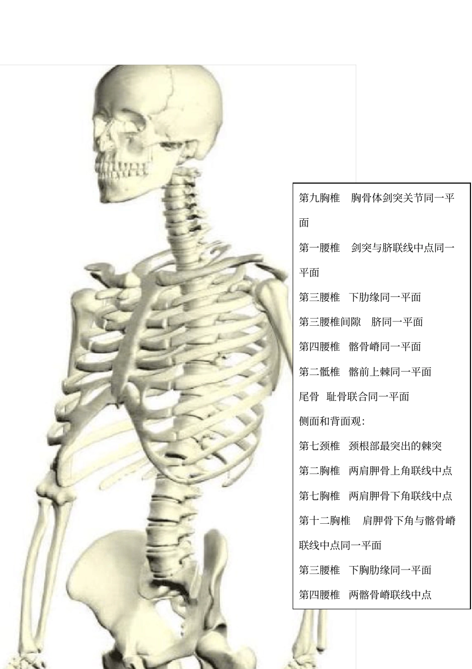 人体体表标志针刀定位_第3页