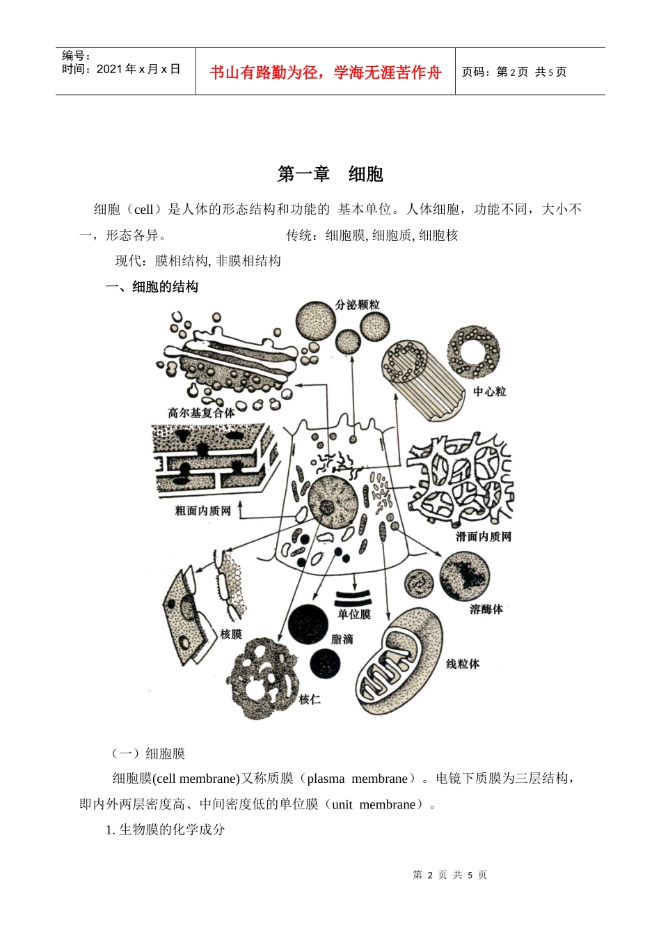 怀化医专人体解剖学与组织胚学案_第2页