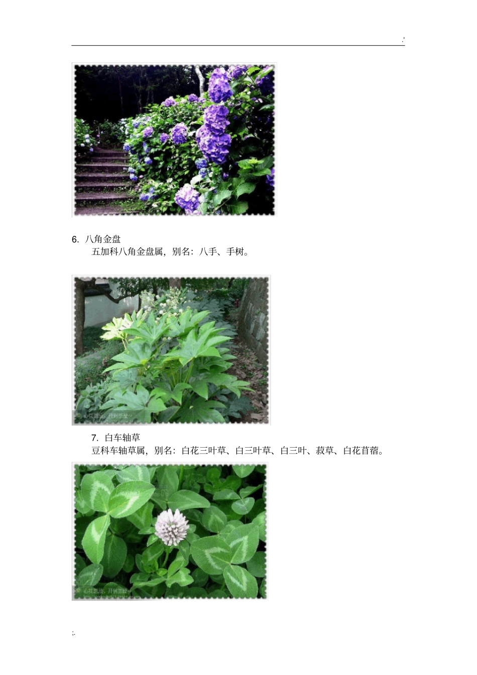 常见植物100种,图文并茂_第3页