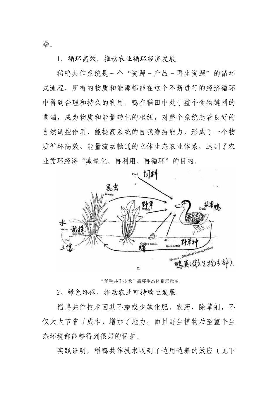 稻鸭共作对现代农业安全生产和环境保护的积极作用_第3页